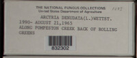 Arcyria denudata image
